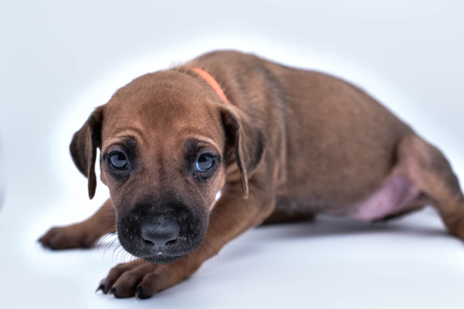 rhodesian ridgeback puppies for sale in texas puppy for sale central texas 6 rhodesian ridgeback puppies for sale in texas puppy for sale central texas 6