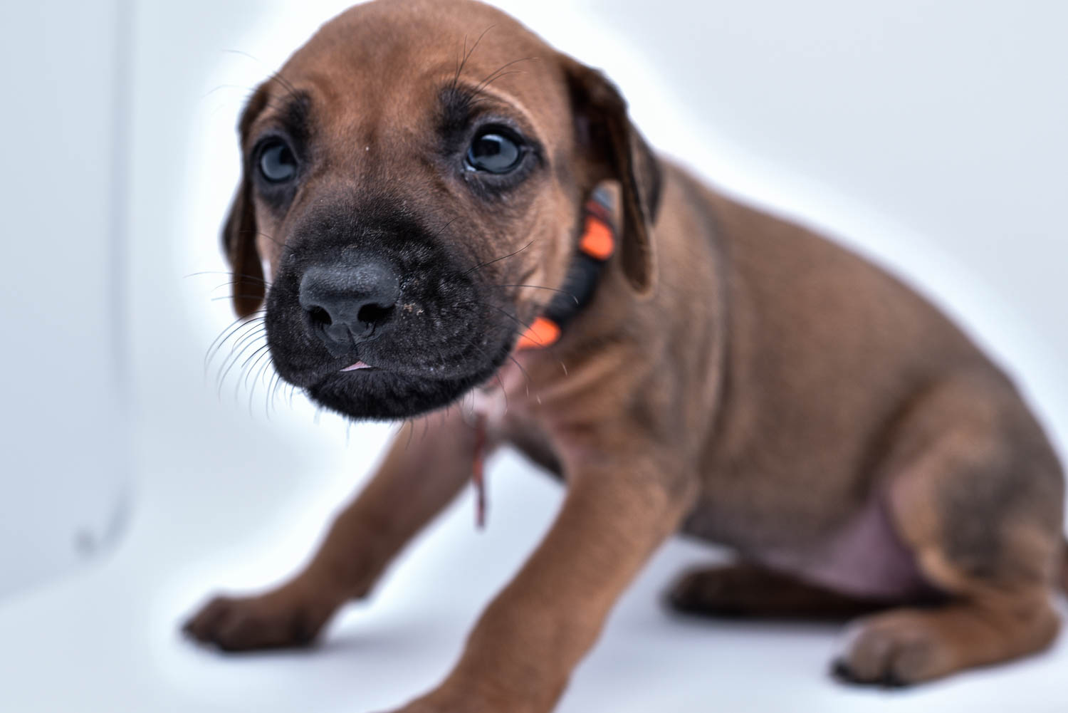 rhodesian ridgeback puppies for sale in texas puppy for sale central texas 7 rhodesian ridgeback puppies for sale in texas puppy for sale central texas 7