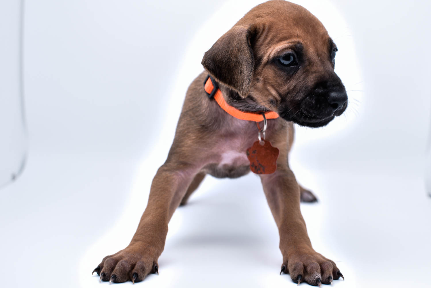 rhodesian ridgeback puppies for sale in texas puppy for sale central texas 8 rhodesian ridgeback puppies for sale in texas puppy for sale central texas 8