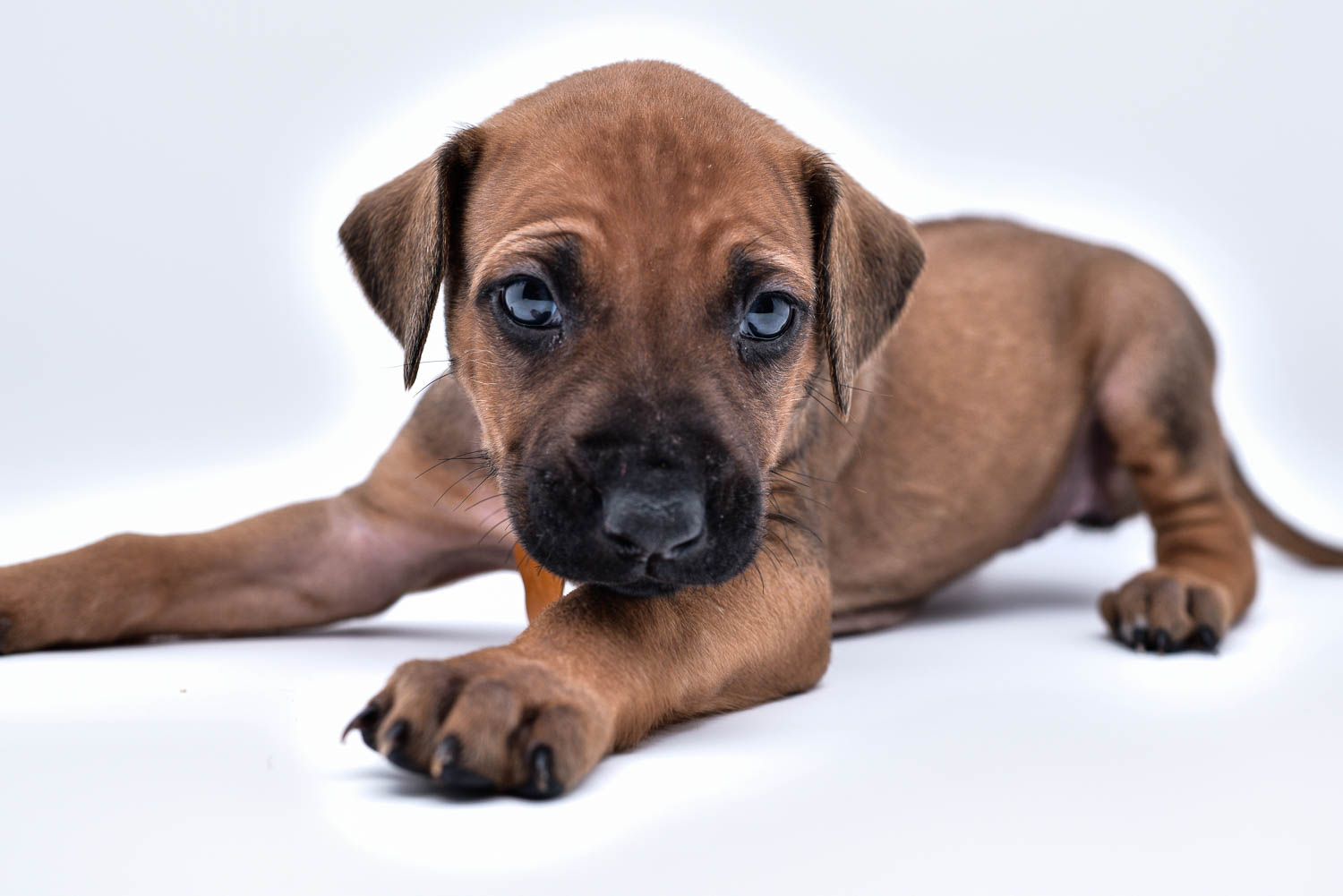 rhodesian ridgeback puppies for sale in texas puppy for sale central texas 9 rhodesian ridgeback puppies for sale in texas puppy for sale central texas 9