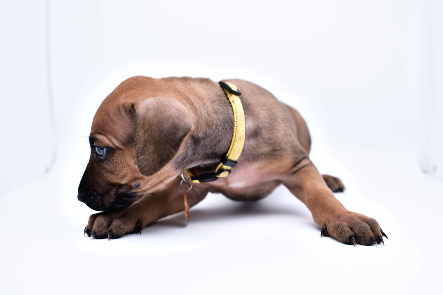 rhodesian ridgeback puppies for sale in texas puppy for sale purebreds 2 rhodesian ridgeback puppies for sale in texas puppy for sale purebreds 2