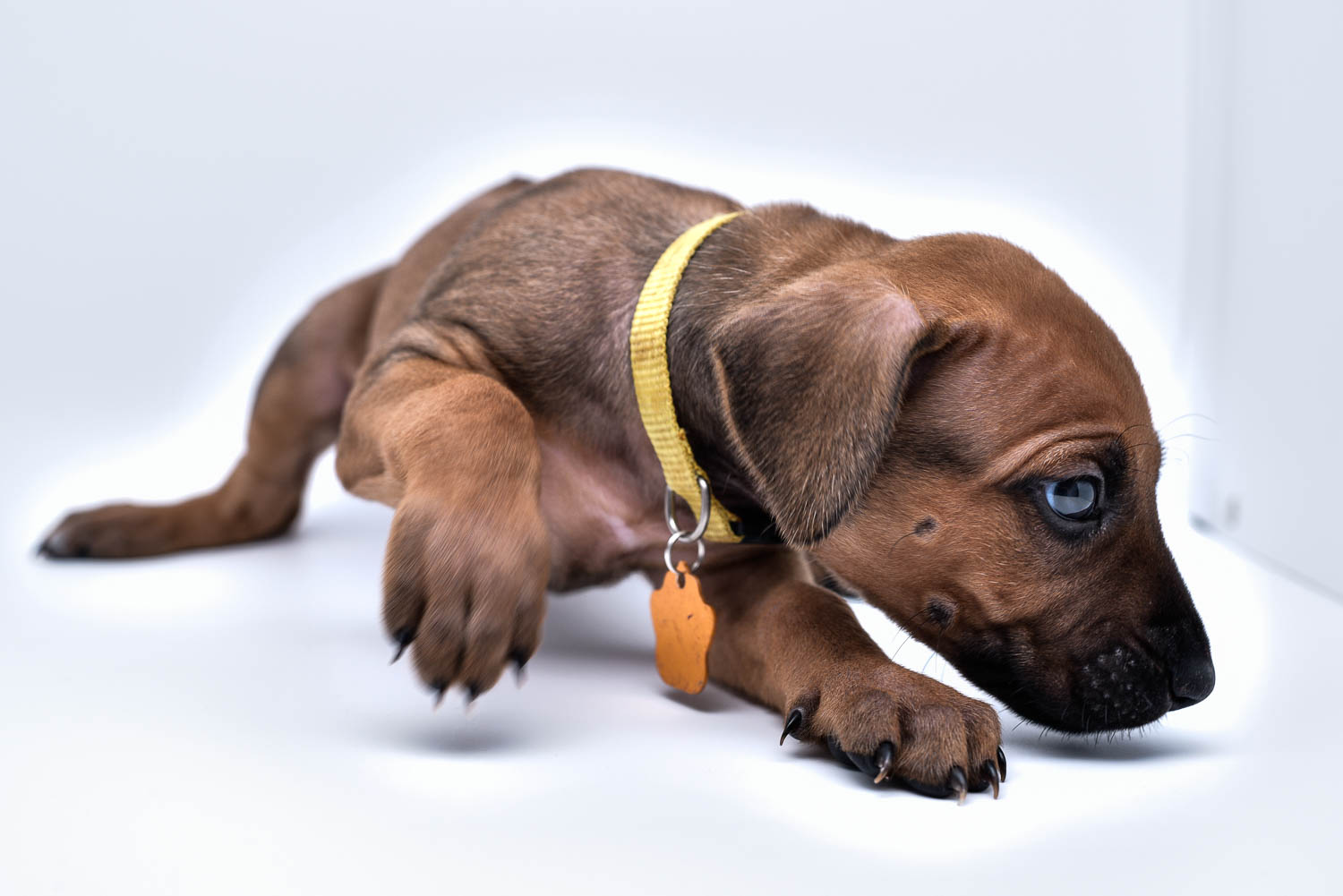 rhodesian ridgeback puppies for sale in texas puppy for sale purebreds 3 rhodesian ridgeback puppies for sale in texas puppy for sale purebreds 3