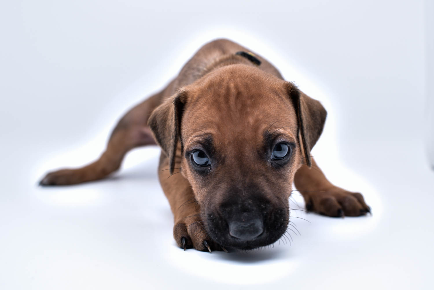 rhodesian ridgeback puppies for sale in texas puppy for sale purebreds 4 rhodesian ridgeback puppies for sale in texas puppy for sale purebreds 4