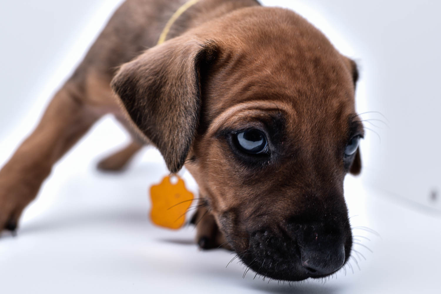 rhodesian ridgeback puppies for sale in texas puppy for sale purebreds 6