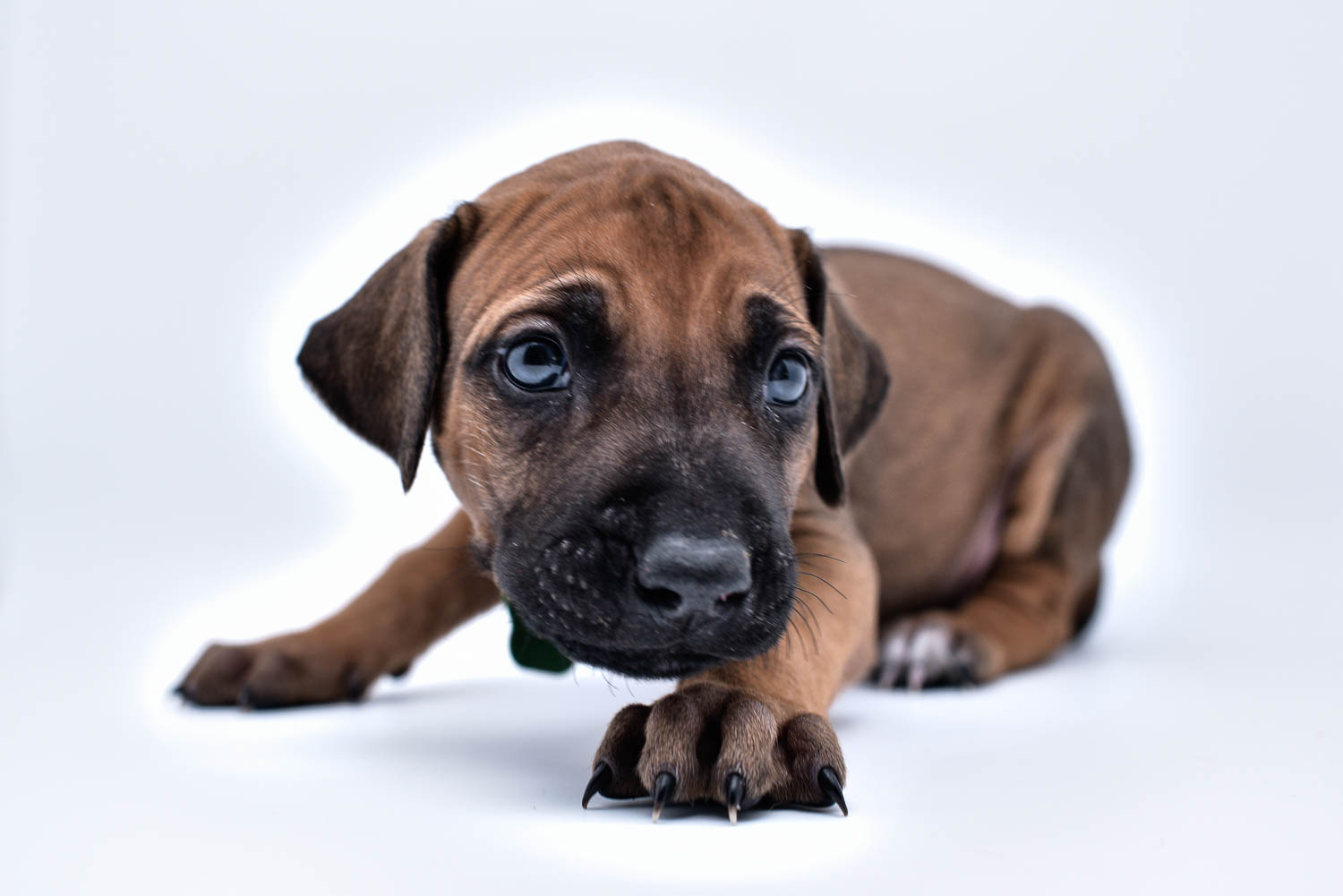 rhodesian ridgeback puppy for sale central texas 1 rhodesian ridgeback puppy for sale central texas 1
