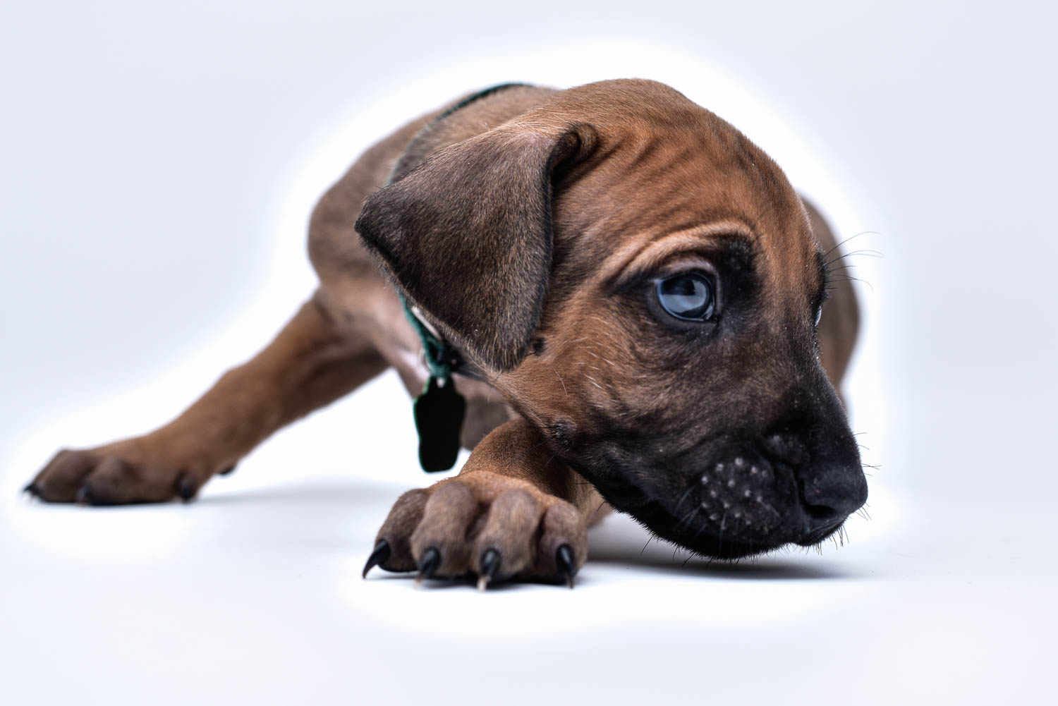 rhodesian ridgeback puppy for sale central texas 2 rhodesian ridgeback puppy for sale central texas 2