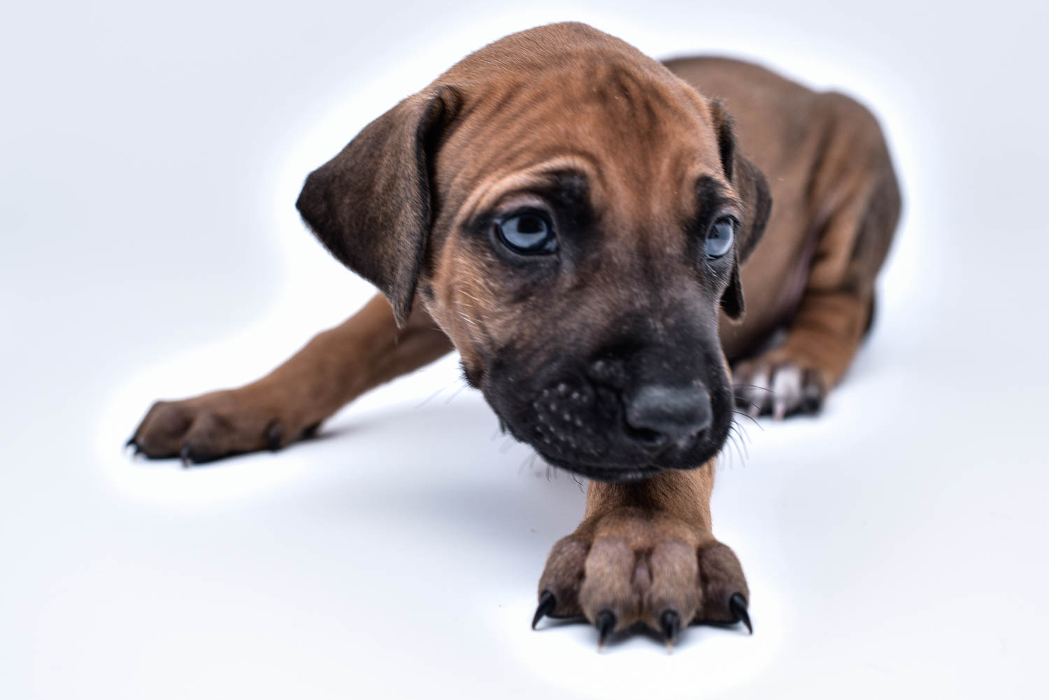 rhodesian ridgeback puppy for sale central texas 3 rhodesian ridgeback puppy for sale central texas 3