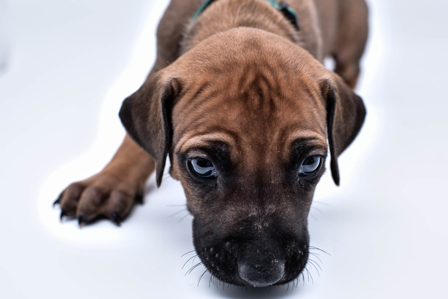 rhodesian ridgeback puppy for sale central texas 4 rhodesian ridgeback puppy for sale central texas 4