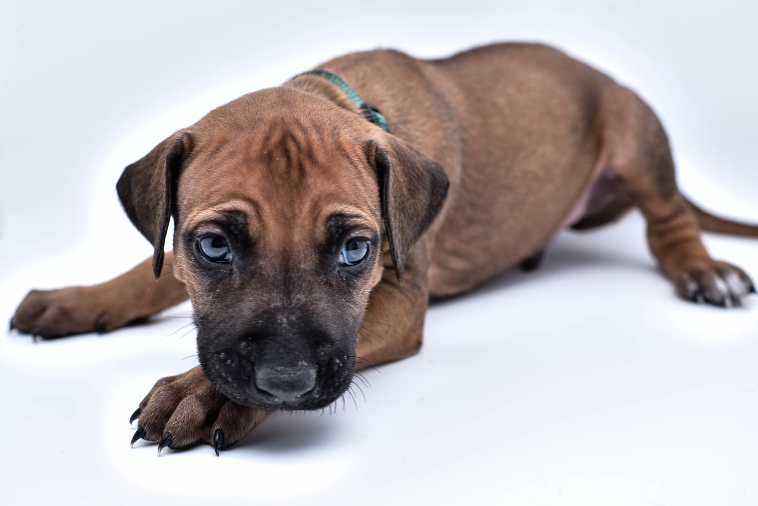 rhodesian ridgeback puppy for sale central texas 5 rhodesian ridgeback puppy for sale central texas 5