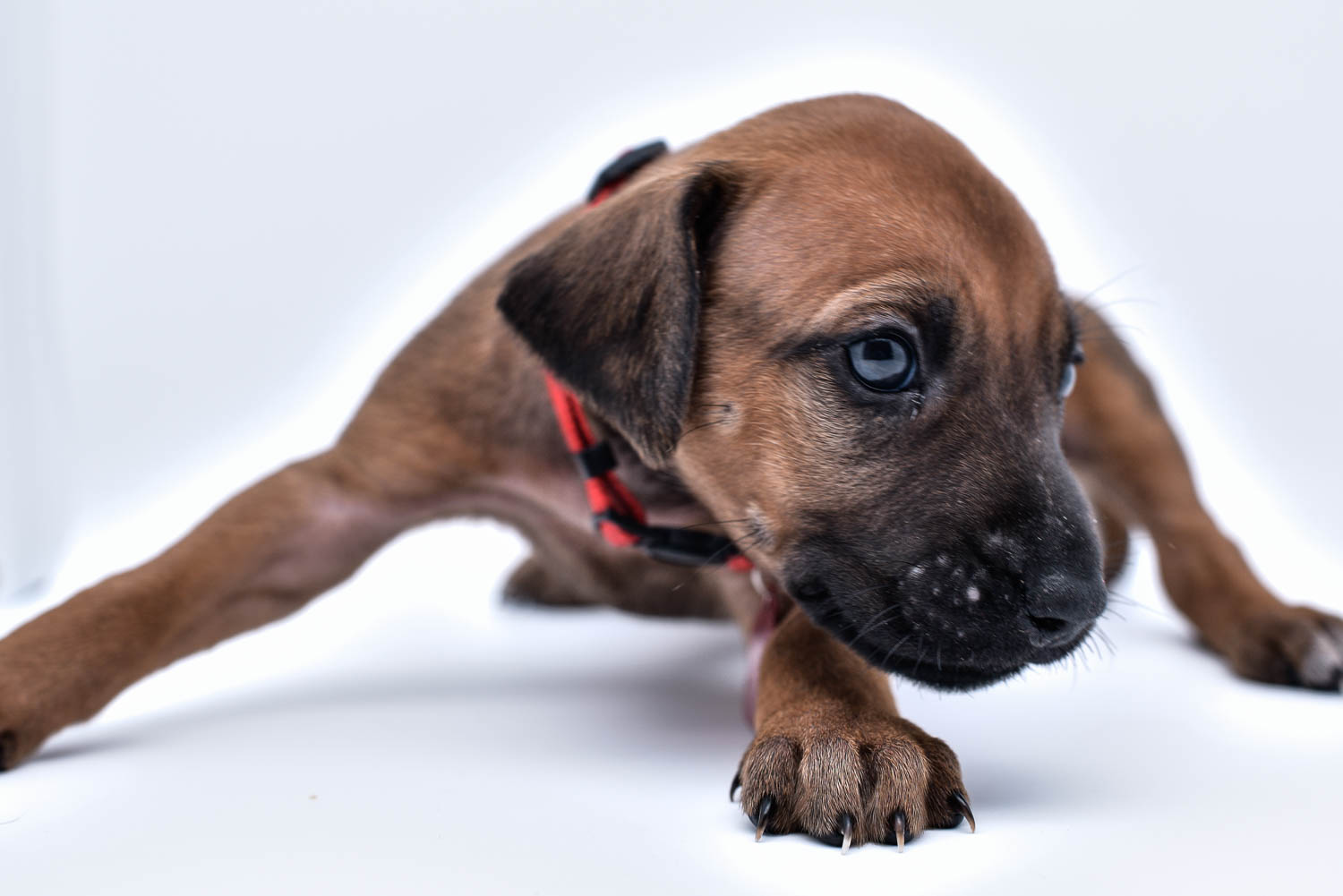 rhodesian ridgeback puppy for sale in texas 43 rhodesian ridgeback puppy for sale in texas 43