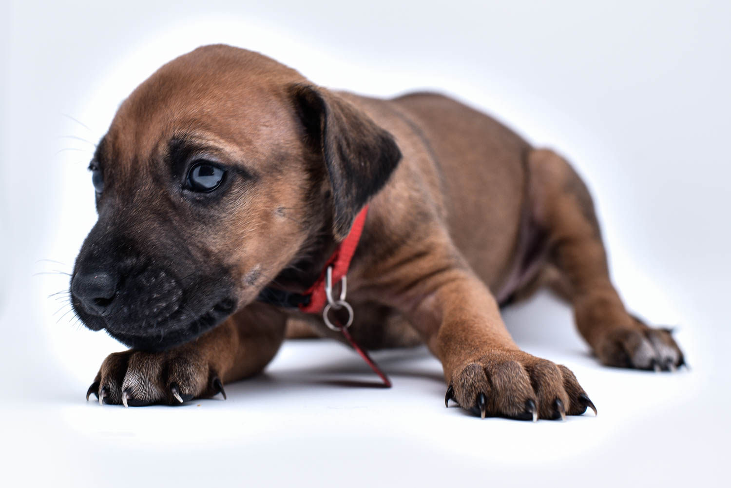 rhodesian ridgeback puppy for sale in texas 44 rhodesian ridgeback puppy for sale in texas 44