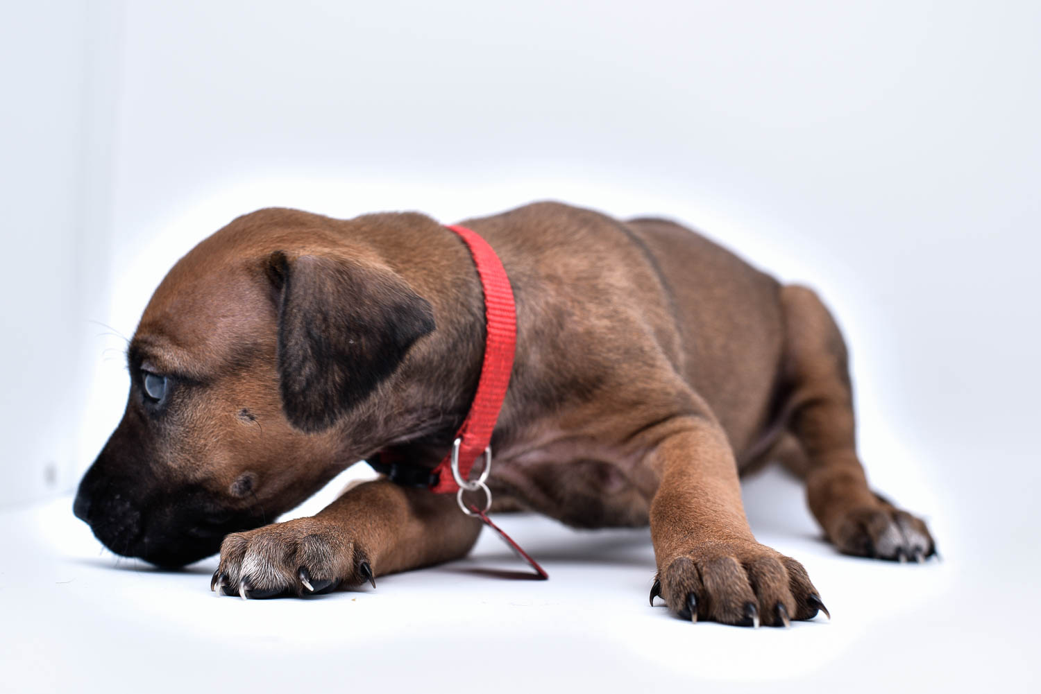 rhodesian ridgeback puppy for sale in texas 45 rhodesian ridgeback puppy for sale in texas 45
