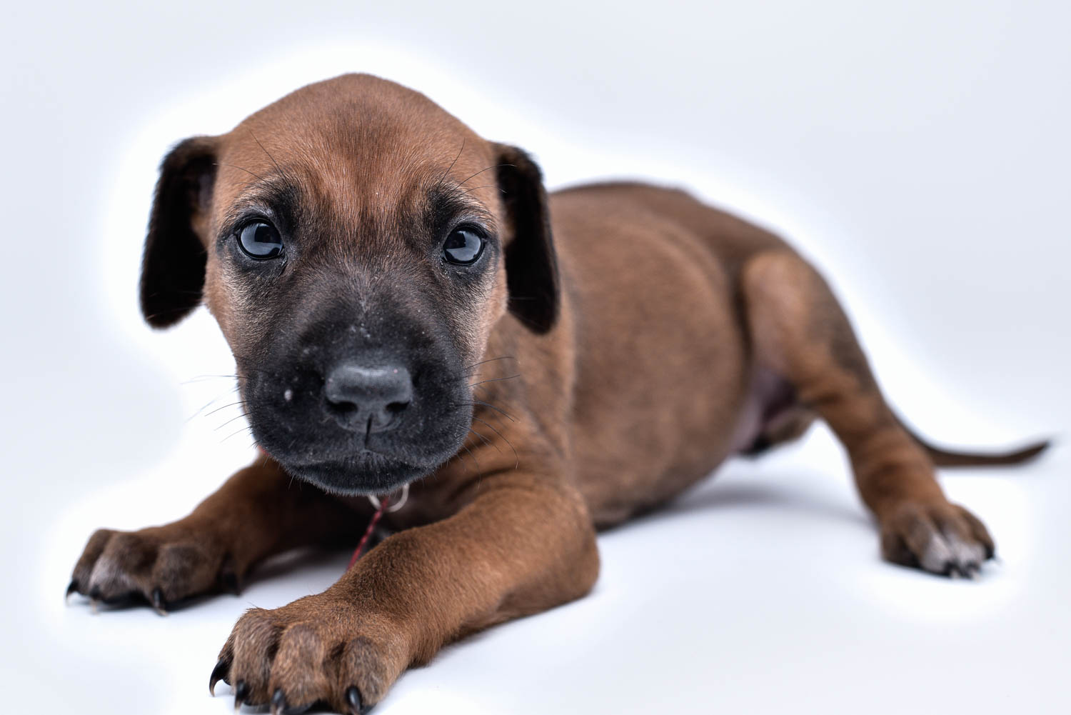 rhodesian ridgeback puppy for sale in texas 46 rhodesian ridgeback puppy for sale in texas 46