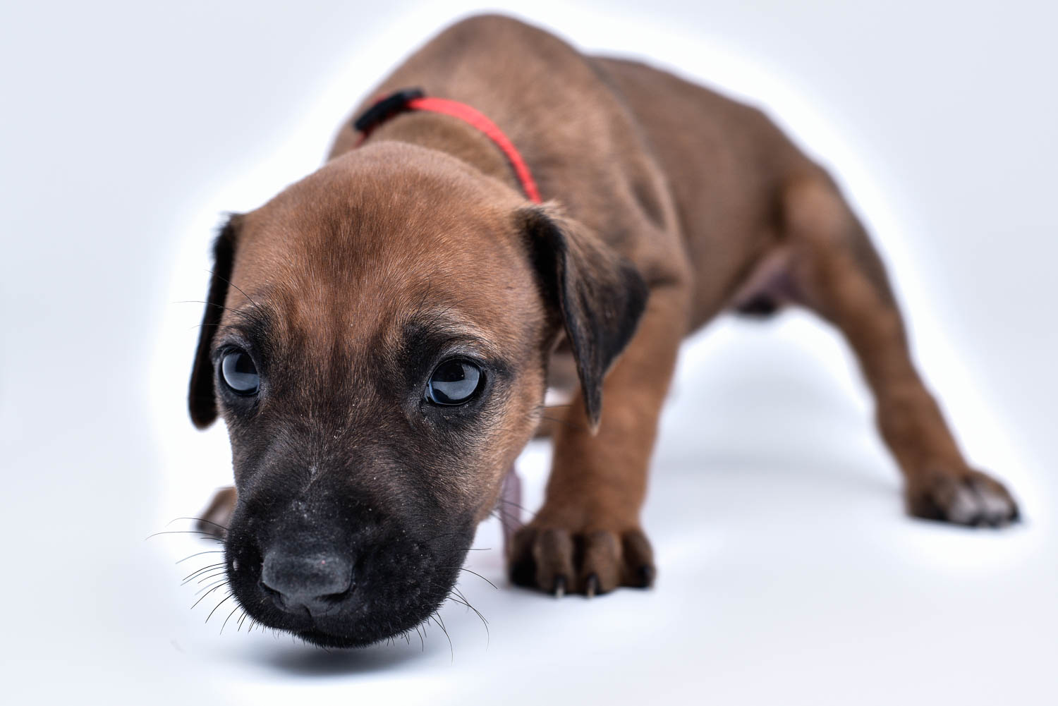 rhodesian ridgeback puppy for sale in texas 47 rhodesian ridgeback puppy for sale in texas 47