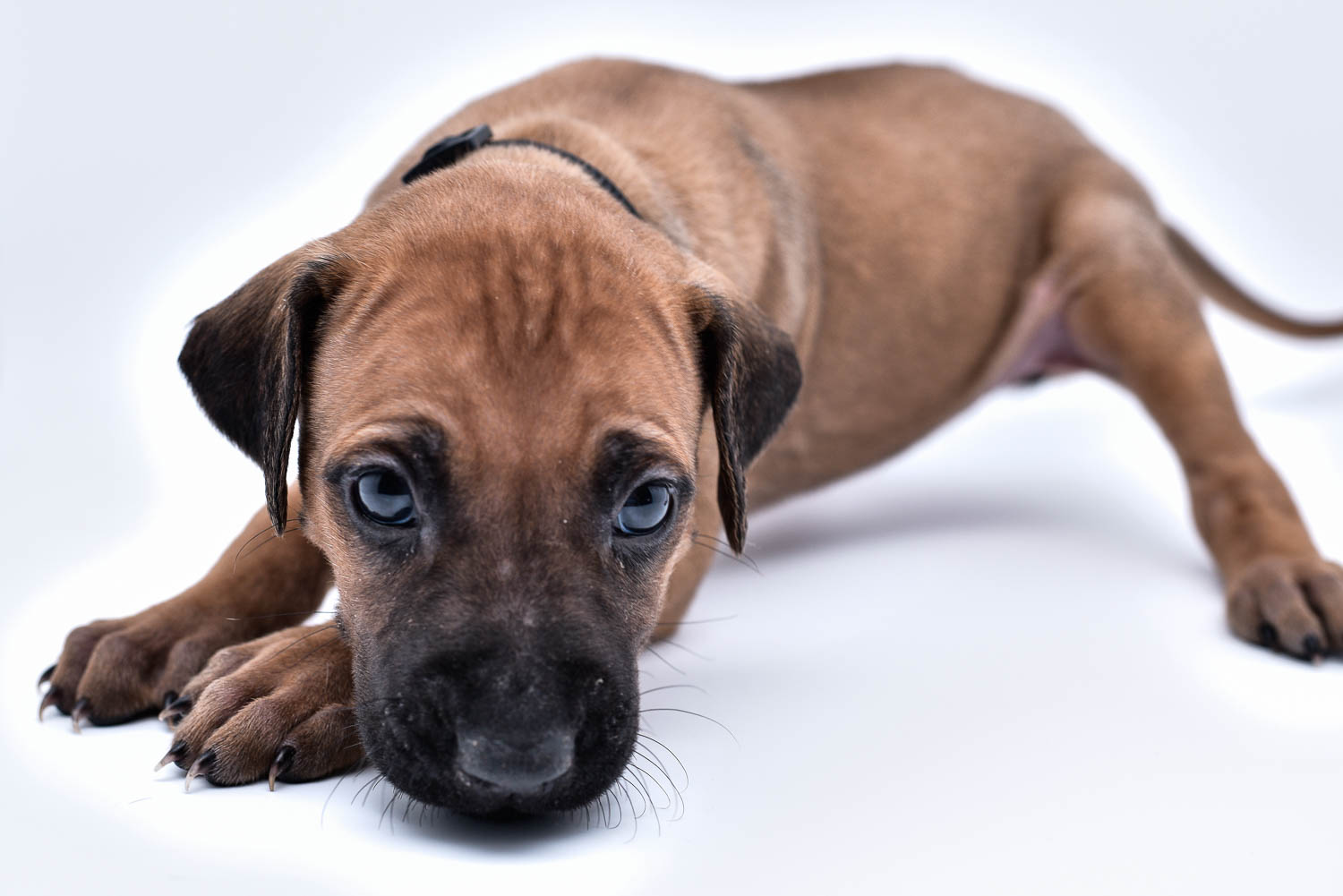 rhodesian ridgeback puppy for sale texas 50 rhodesian ridgeback puppy for sale texas 50