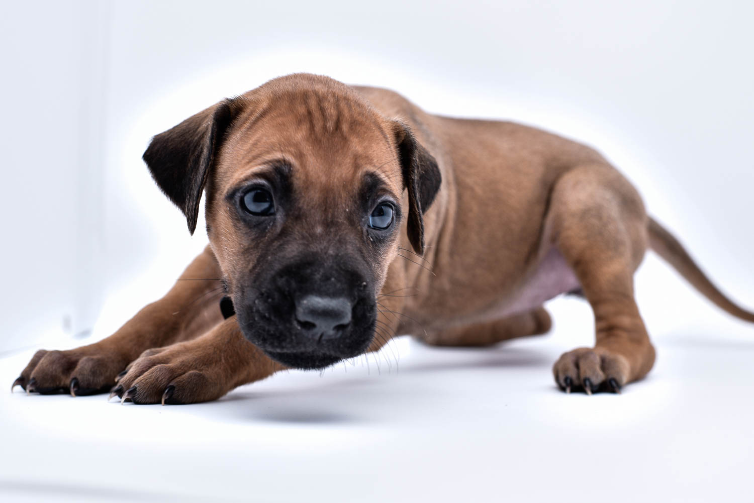 rhodesian ridgeback puppy for sale texas 51 rhodesian ridgeback puppy for sale texas 51