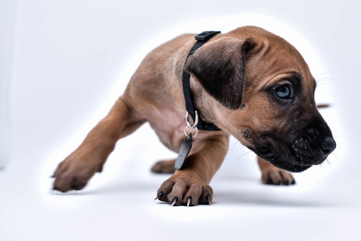 rhodesian ridgeback puppy for sale texas 53 rhodesian ridgeback puppy for sale texas 53