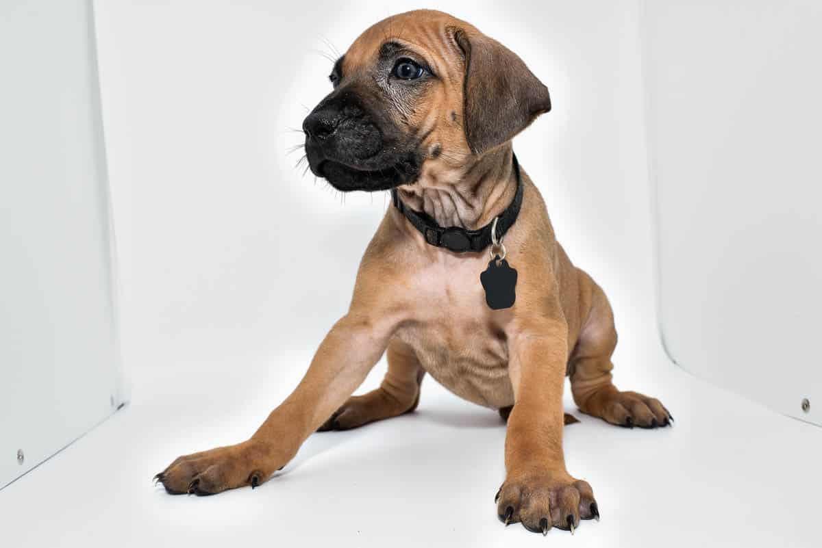 rhodesian-ridgeback-puppies-for-sale-23-1 rhodesian-ridgeback-puppies-for-sale-23-1