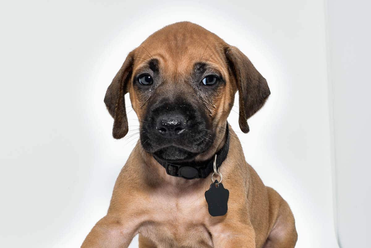 rhodesian-ridgeback-puppies-for-sale-23-2 rhodesian-ridgeback-puppies-for-sale-23-2
