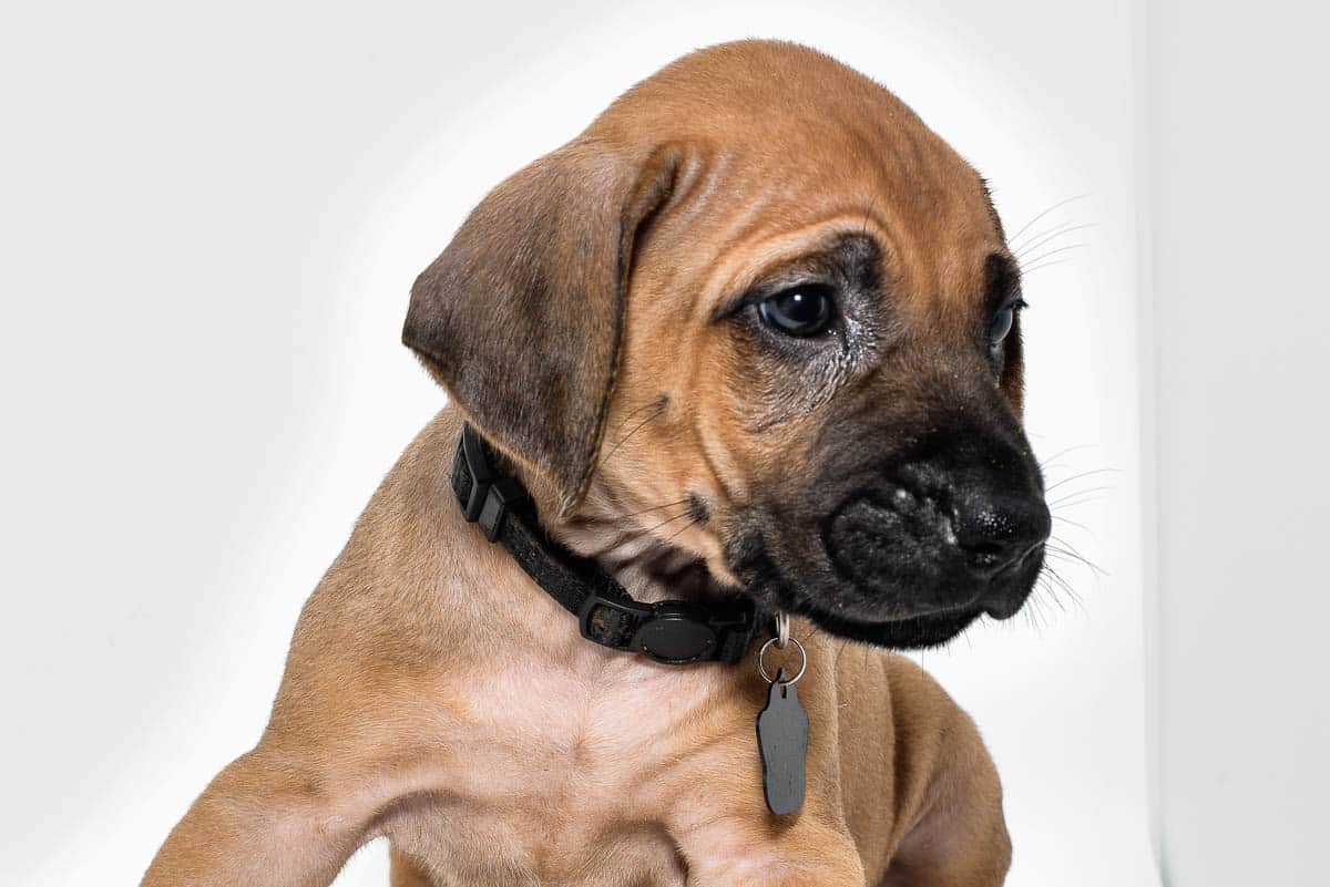 rhodesian-ridgeback-puppies-for-sale-23-3 rhodesian-ridgeback-puppies-for-sale-23-3