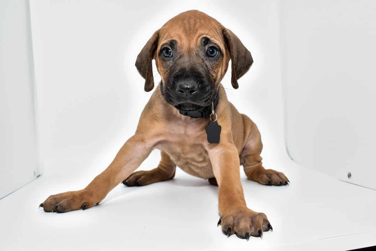rhodesian-ridgeback-puppies-for-sale-23-4 rhodesian-ridgeback-puppies-for-sale-23-4