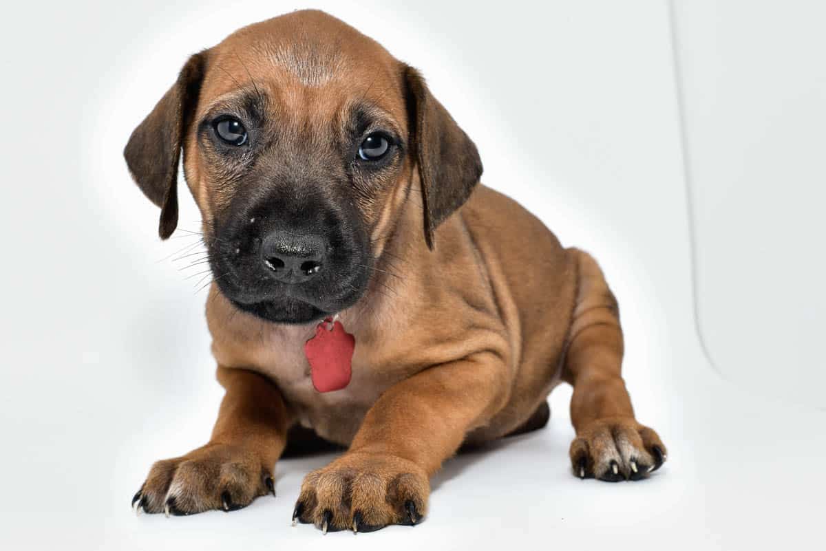 rhodesian-ridgeback-puppies-for-sale--hill-country-texas-22-1 rhodesian-ridgeback-puppies-for-sale--hill-country-texas-22-1