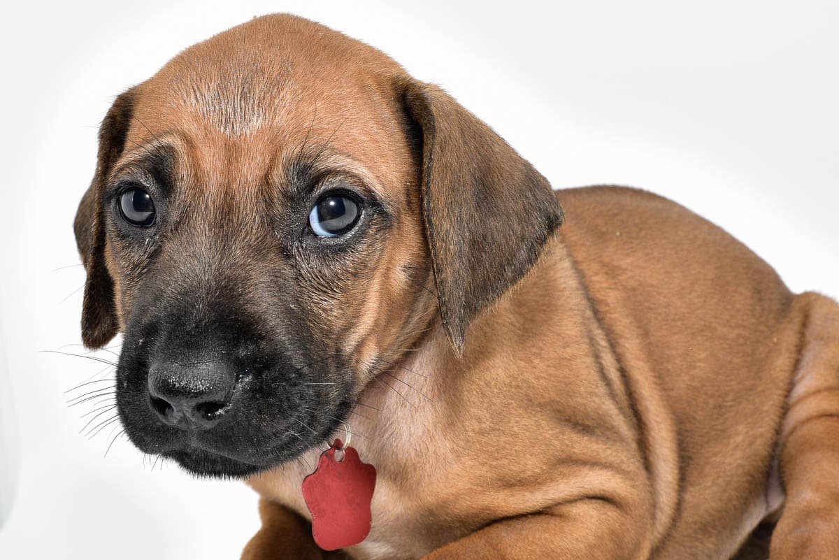 rhodesian-ridgeback-puppies-for-sale--hill-country-texas-22-2 rhodesian-ridgeback-puppies-for-sale--hill-country-texas-22-2