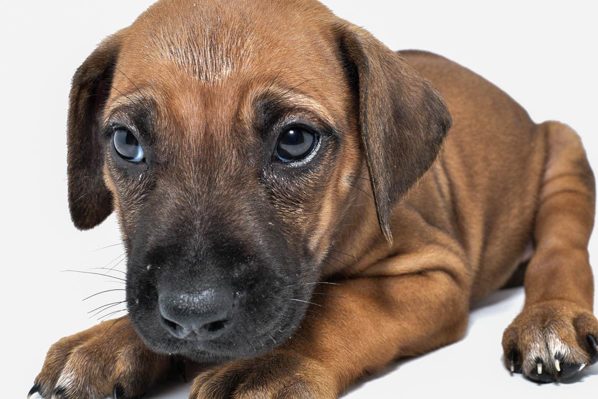 rhodesian-ridgeback-puppies-for-sale--hill-country-texas-22-3 rhodesian-ridgeback-puppies-for-sale--hill-country-texas-22-3