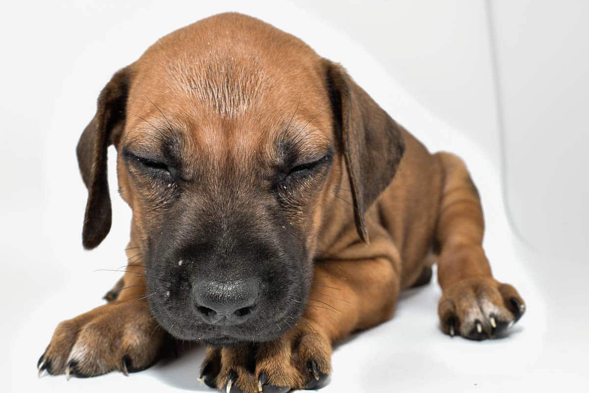rhodesian-ridgeback-puppies-for-sale--hill-country-texas-22-4 rhodesian-ridgeback-puppies-for-sale--hill-country-texas-22-4