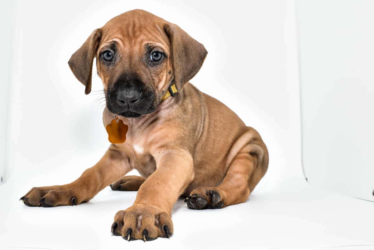 rhodesian-ridgeback-puppies-for-sale--hill-country-texas-23-1 rhodesian-ridgeback-puppies-for-sale--hill-country-texas-23-1