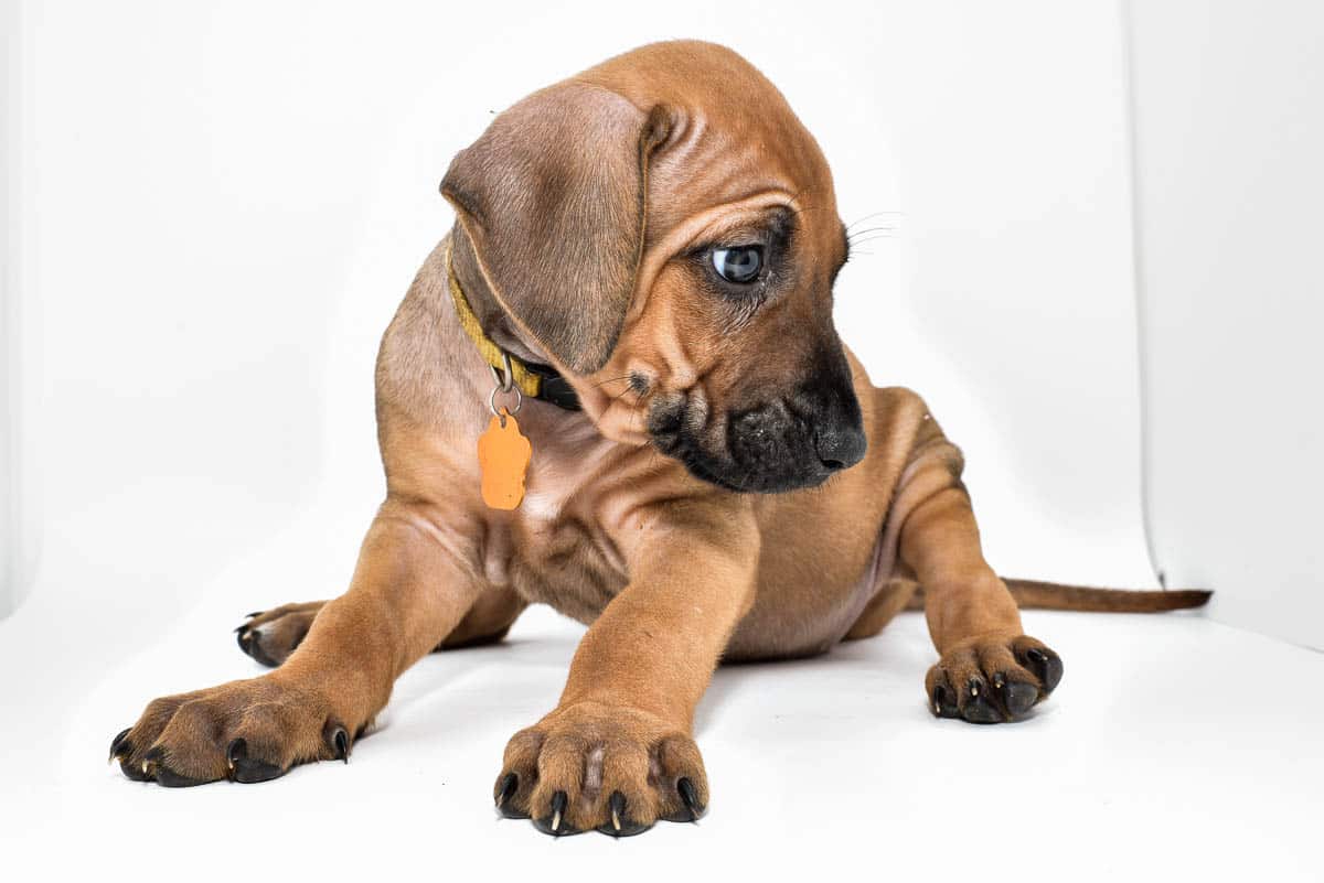 rhodesian-ridgeback-puppies-for-sale--hill-country-texas-23-2 rhodesian-ridgeback-puppies-for-sale--hill-country-texas-23-2