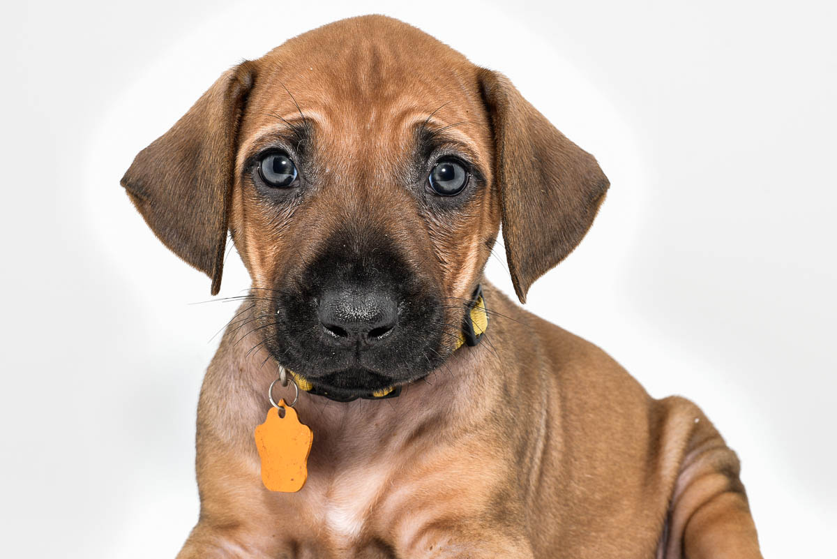 rhodesian-ridgeback-puppies-for-sale--hill-country-texas-23-3 rhodesian-ridgeback-puppies-for-sale--hill-country-texas-23-3