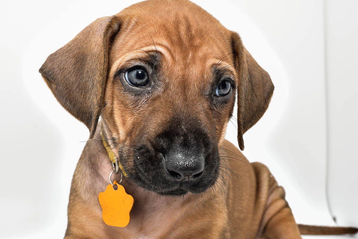 rhodesian-ridgeback-puppies-for-sale--hill-country-texas-23-4 rhodesian-ridgeback-puppies-for-sale--hill-country-texas-23-4