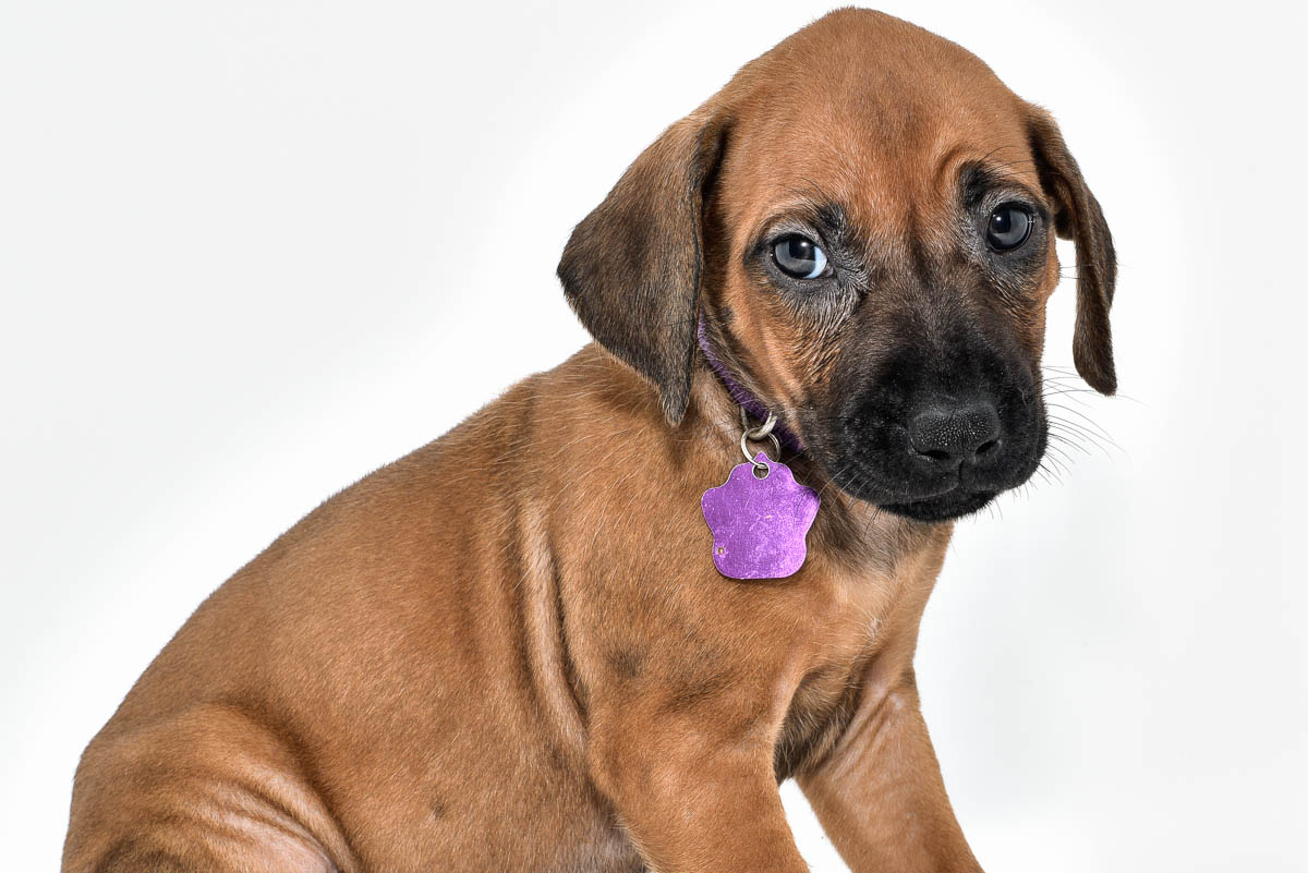 rhodesian-ridgeback-puppies-for-sale--hill-country-tx-23-1 rhodesian-ridgeback-puppies-for-sale--hill-country-tx-23-1