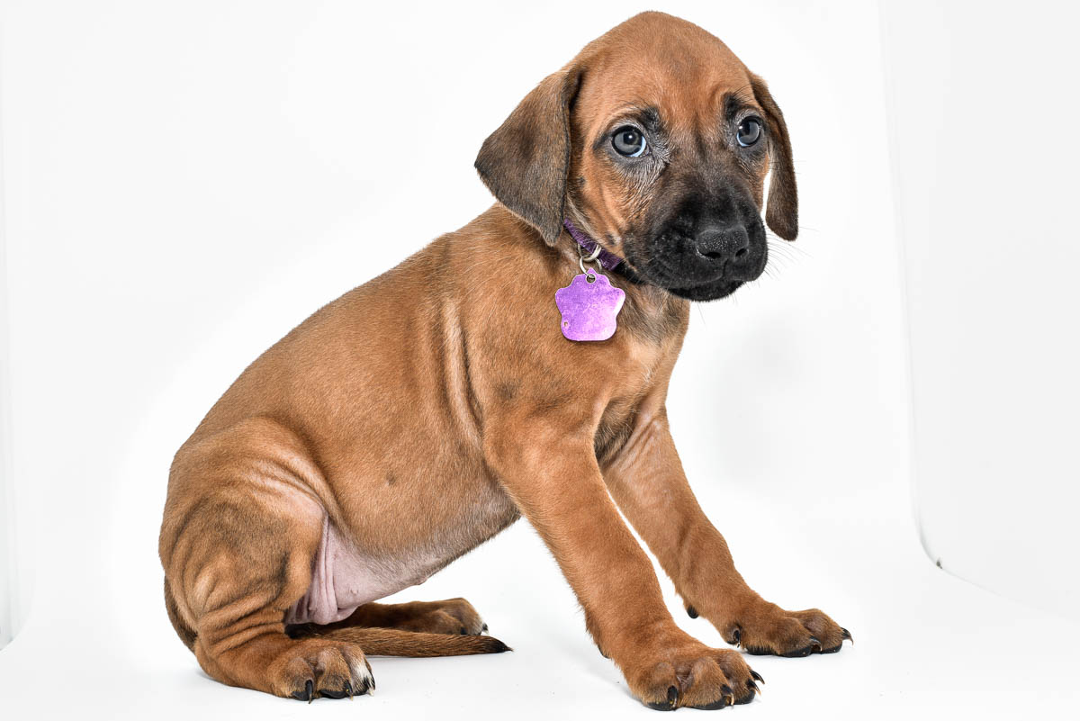 rhodesian-ridgeback-puppies-for-sale--hill-country-tx-23-2 rhodesian-ridgeback-puppies-for-sale--hill-country-tx-23-2
