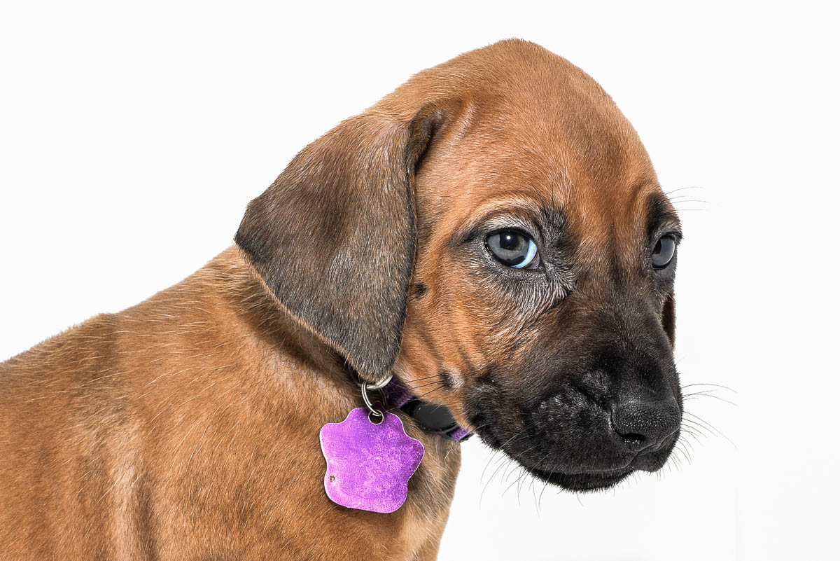 rhodesian-ridgeback-puppies-for-sale--hill-country-tx-23-3 rhodesian-ridgeback-puppies-for-sale--hill-country-tx-23-3