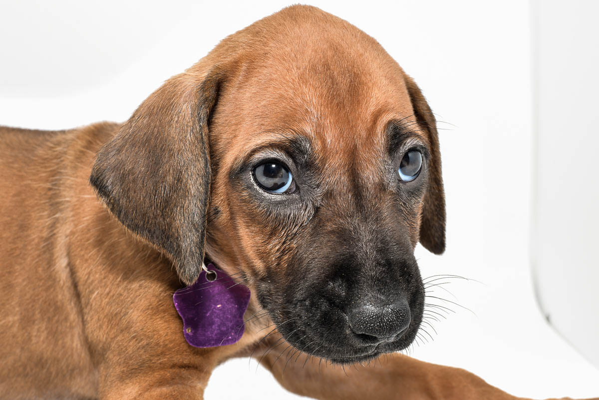 rhodesian-ridgeback-puppies-for-sale--hill-country-tx-23-4 rhodesian-ridgeback-puppies-for-sale--hill-country-tx-23-4