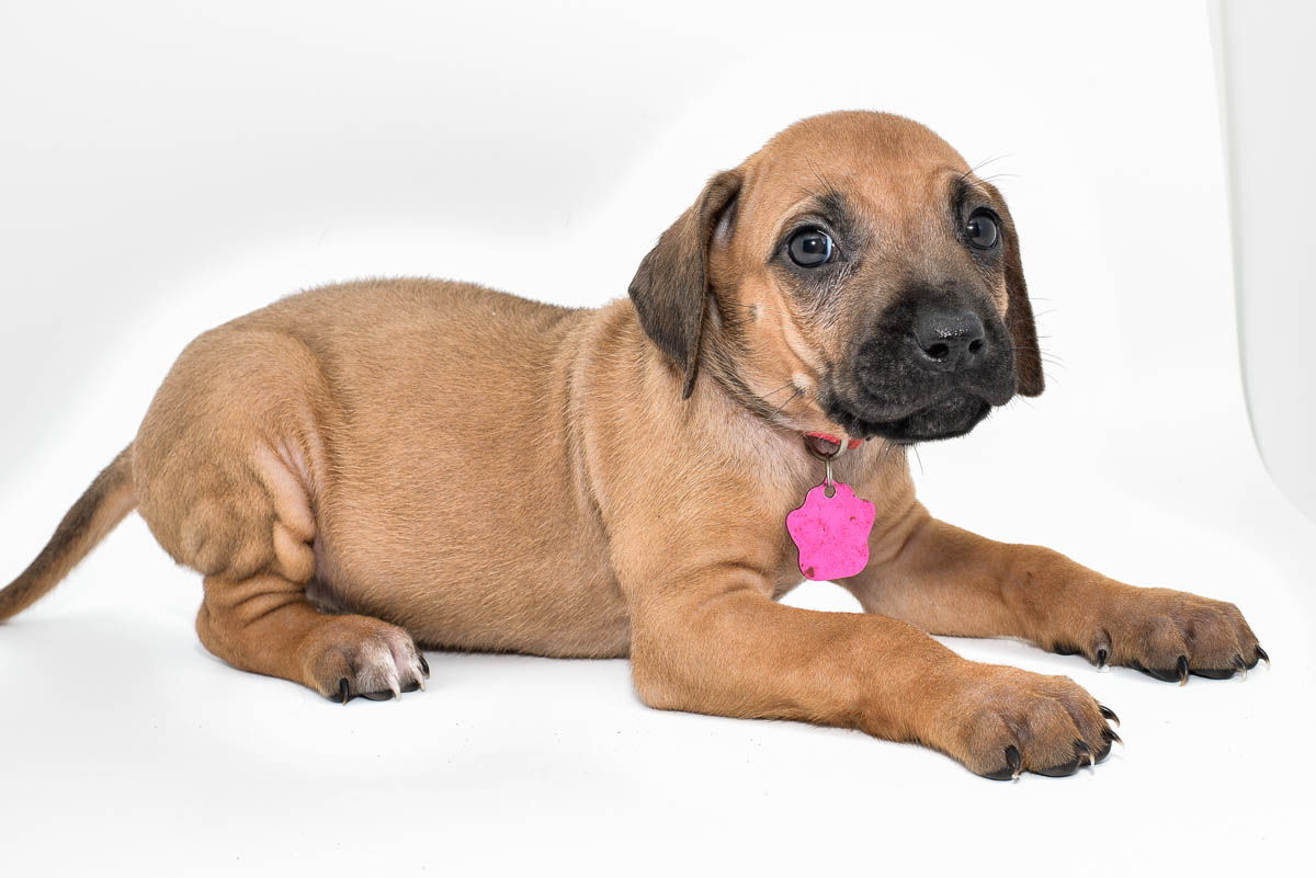 rhodesian-ridgeback-puppies-for-sale-texas-22-1 rhodesian-ridgeback-puppies-for-sale-texas-22-1