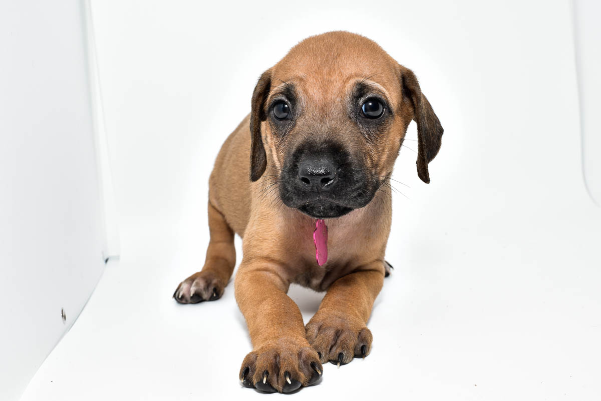 rhodesian-ridgeback-puppies-for-sale-texas-22-2 rhodesian-ridgeback-puppies-for-sale-texas-22-2