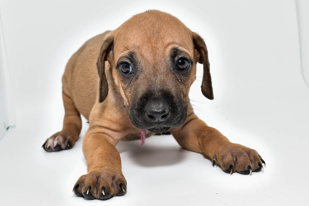 rhodesian-ridgeback-puppies-for-sale-texas-22-3 rhodesian-ridgeback-puppies-for-sale-texas-22-3