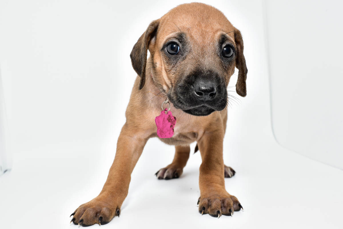 rhodesian-ridgeback-puppies-for-sale-texas-22-4 rhodesian-ridgeback-puppies-for-sale-texas-22-4