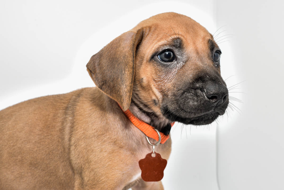 rhodesian-ridgeback-puppies-for-sale-texas-23-1-2 rhodesian-ridgeback-puppies-for-sale-texas-23-1-2