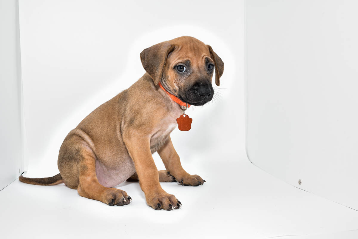 rhodesian-ridgeback-puppies-for-sale-texas-23-1 rhodesian-ridgeback-puppies-for-sale-texas-23-1