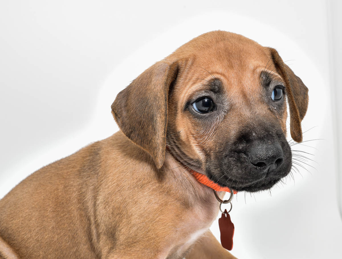 rhodesian-ridgeback-puppies-for-sale-texas-23-2 rhodesian-ridgeback-puppies-for-sale-texas-23-2