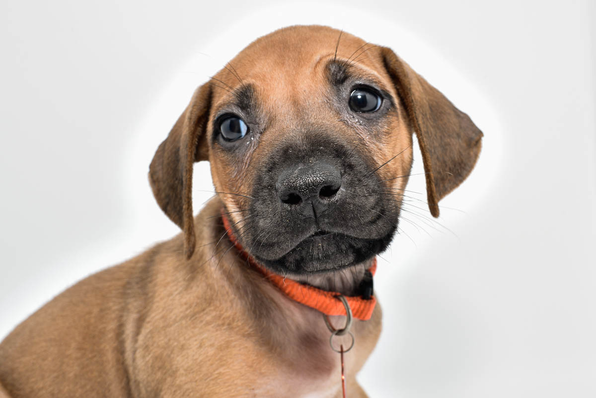 rhodesian-ridgeback-puppies-for-sale-texas-23-3 rhodesian-ridgeback-puppies-for-sale-texas-23-3