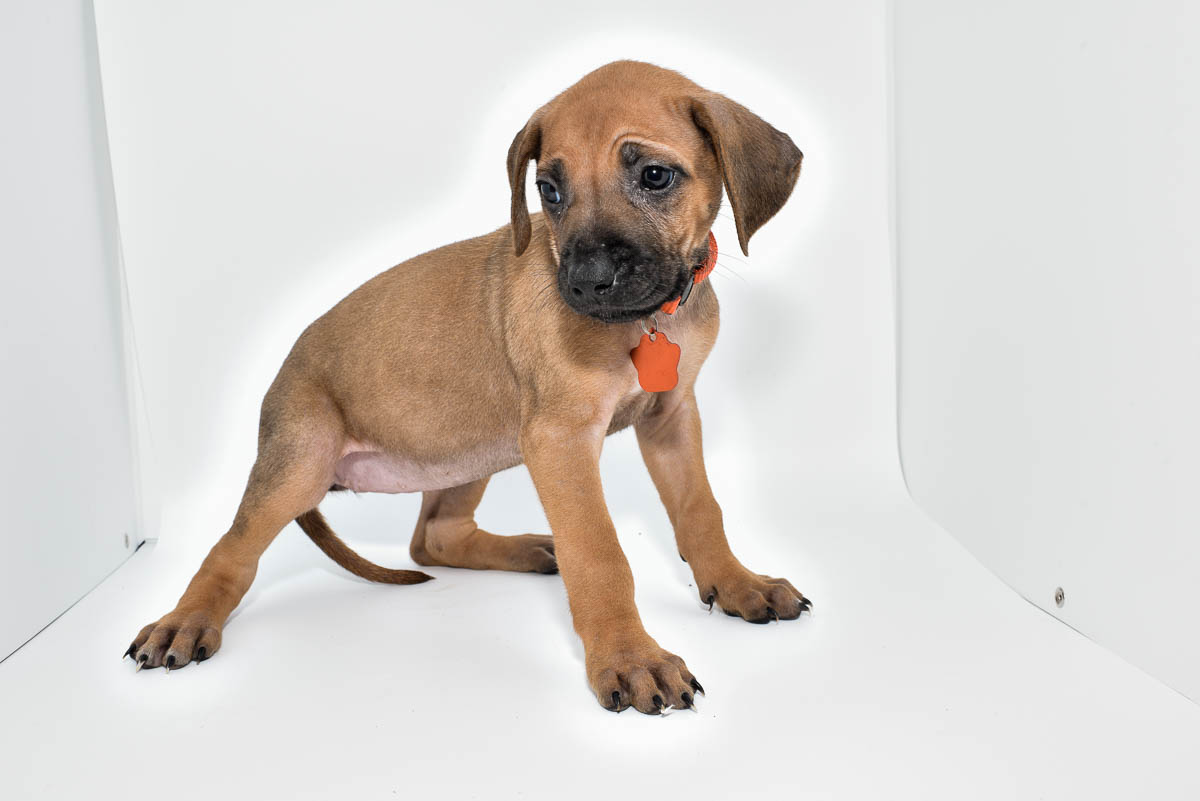rhodesian-ridgeback-puppies-for-sale-texas-23-4 rhodesian-ridgeback-puppies-for-sale-texas-23-4
