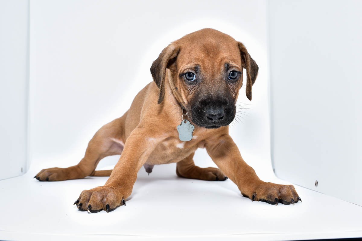 rhodesian-ridgeback-puppy-for-sale-22-1 rhodesian-ridgeback-puppy-for-sale-22-1