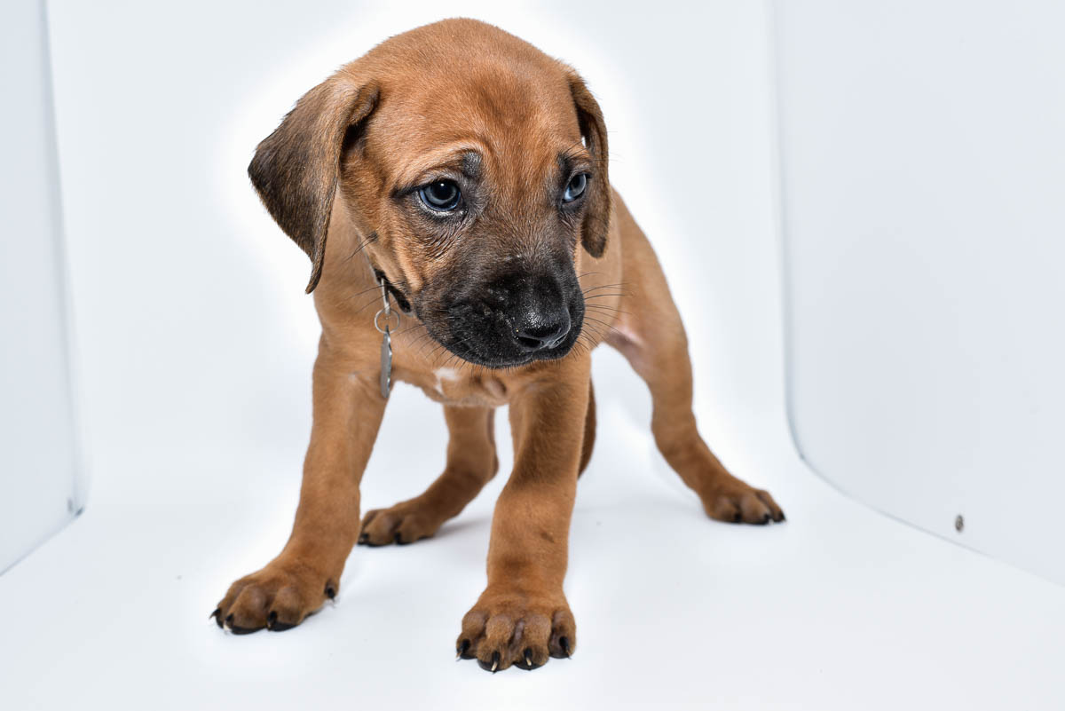 rhodesian-ridgeback-puppy-for-sale-22-2 rhodesian-ridgeback-puppy-for-sale-22-2