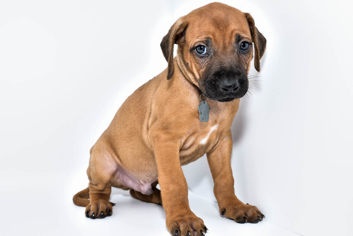 rhodesian-ridgeback-puppy-for-sale-22-3 rhodesian-ridgeback-puppy-for-sale-22-3