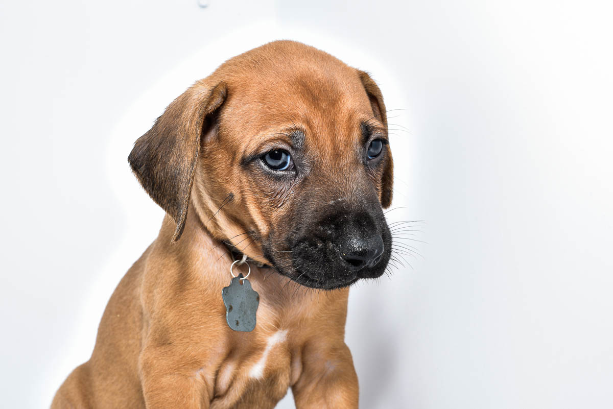 rhodesian-ridgeback-puppy-for-sale-22-4 rhodesian-ridgeback-puppy-for-sale-22-4